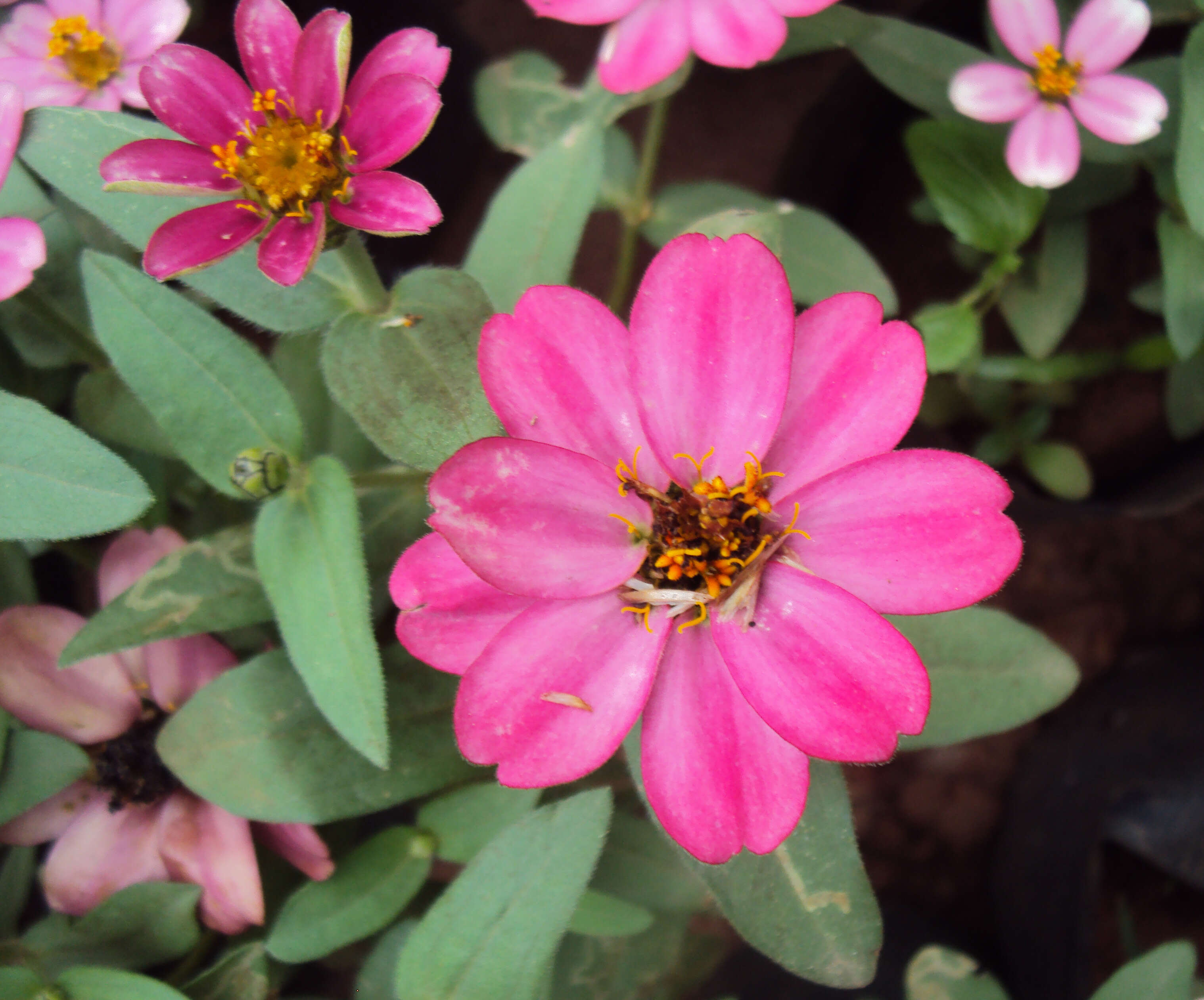 Image of narrowleaf zinnia