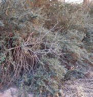 Image of vomitbush