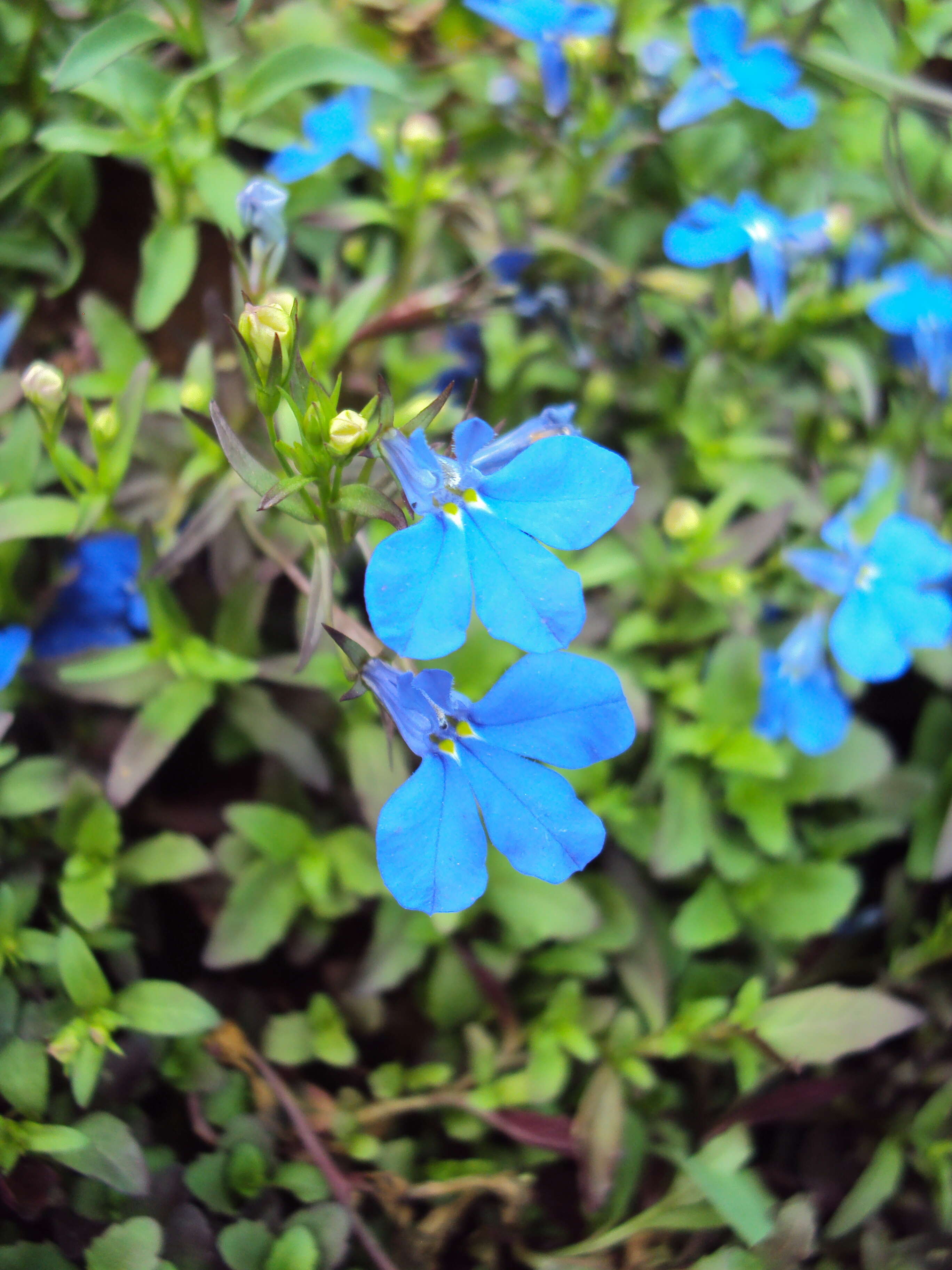 Image of edging lobelia