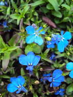 Image of edging lobelia