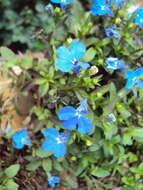 Image of edging lobelia