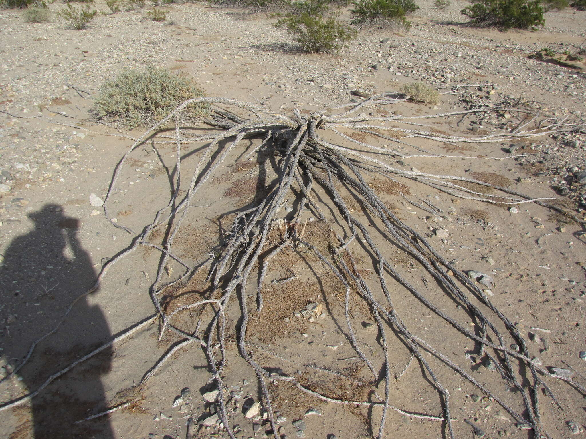 Image of ocotillo