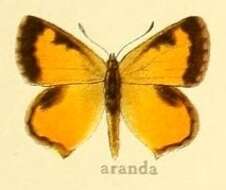 Image of Aloeides aranda (Wallengren 1857)