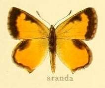 Image of Aloeides aranda (Wallengren 1857)