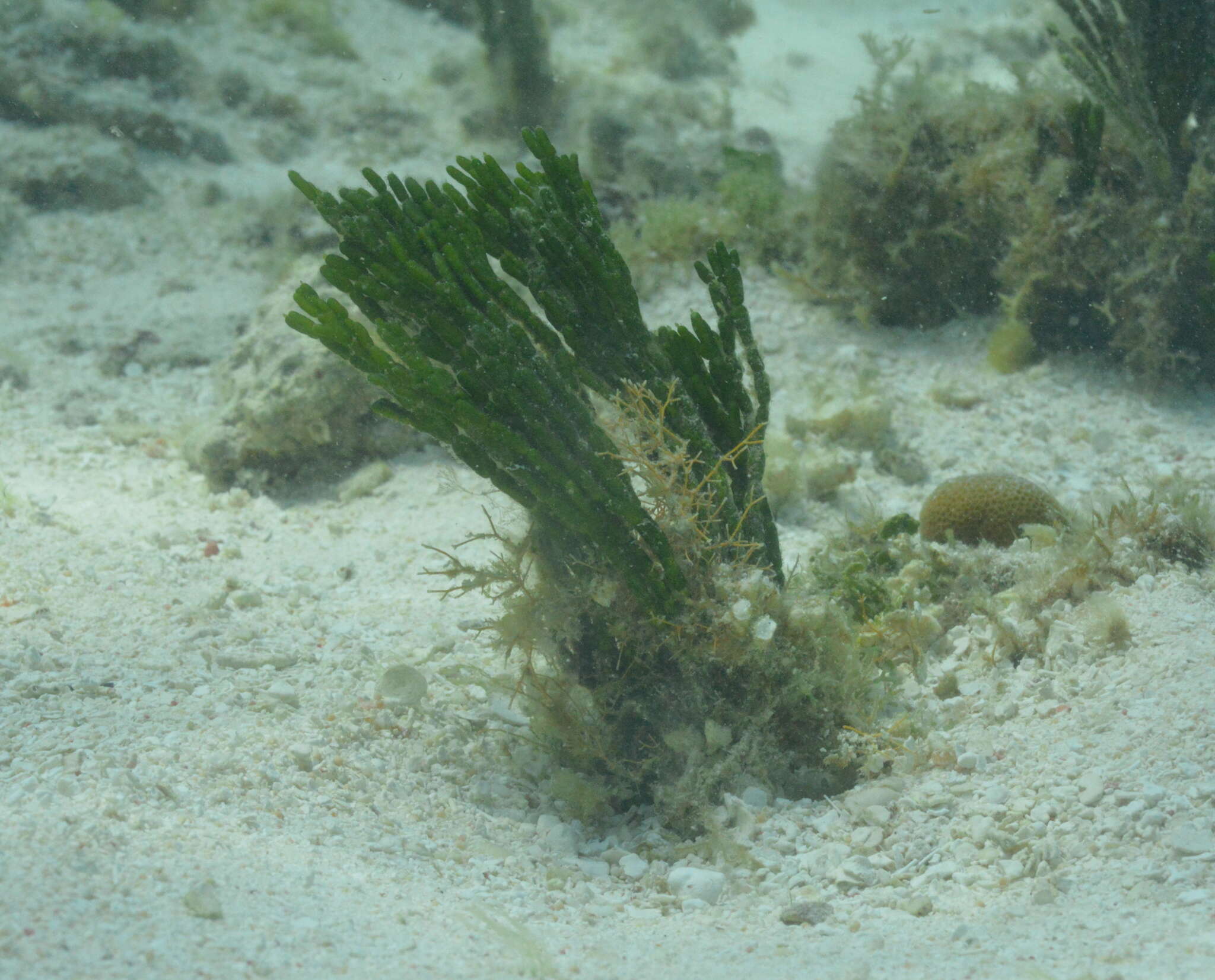 Image of Coralline algae