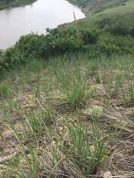 Image of green needlegrass