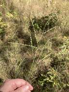 Image of Pitchfork Crown Grass