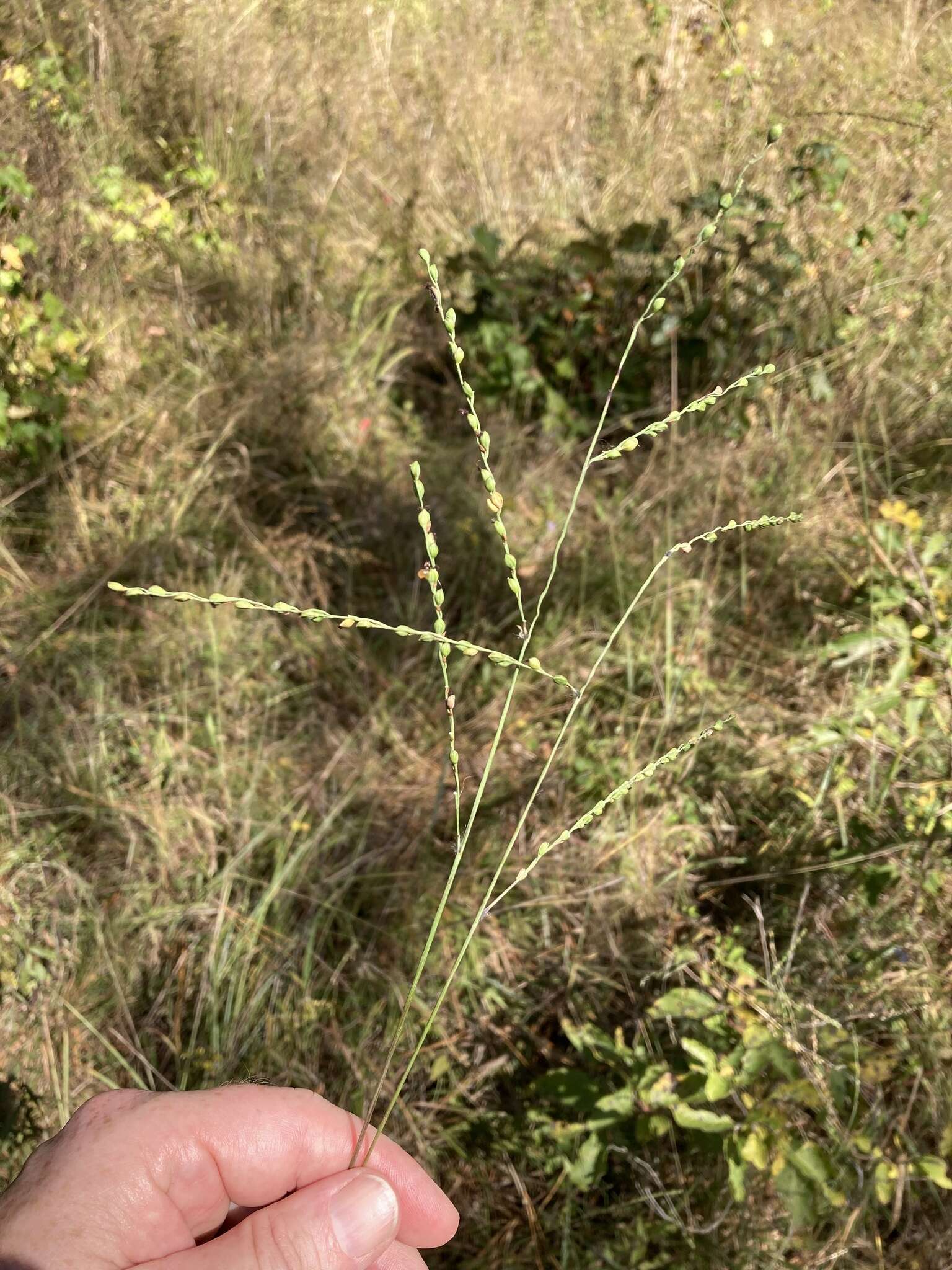 Image de Paspalum bifidum (Bertol.) Nash