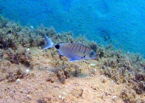 Image of White Seabream