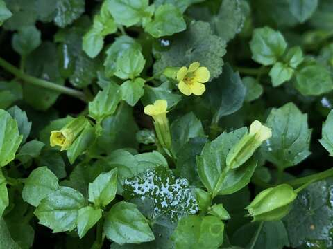 Erythranthe nepalensis (Benth.) G. L. Nesom resmi