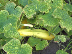 Image of garden cucumber