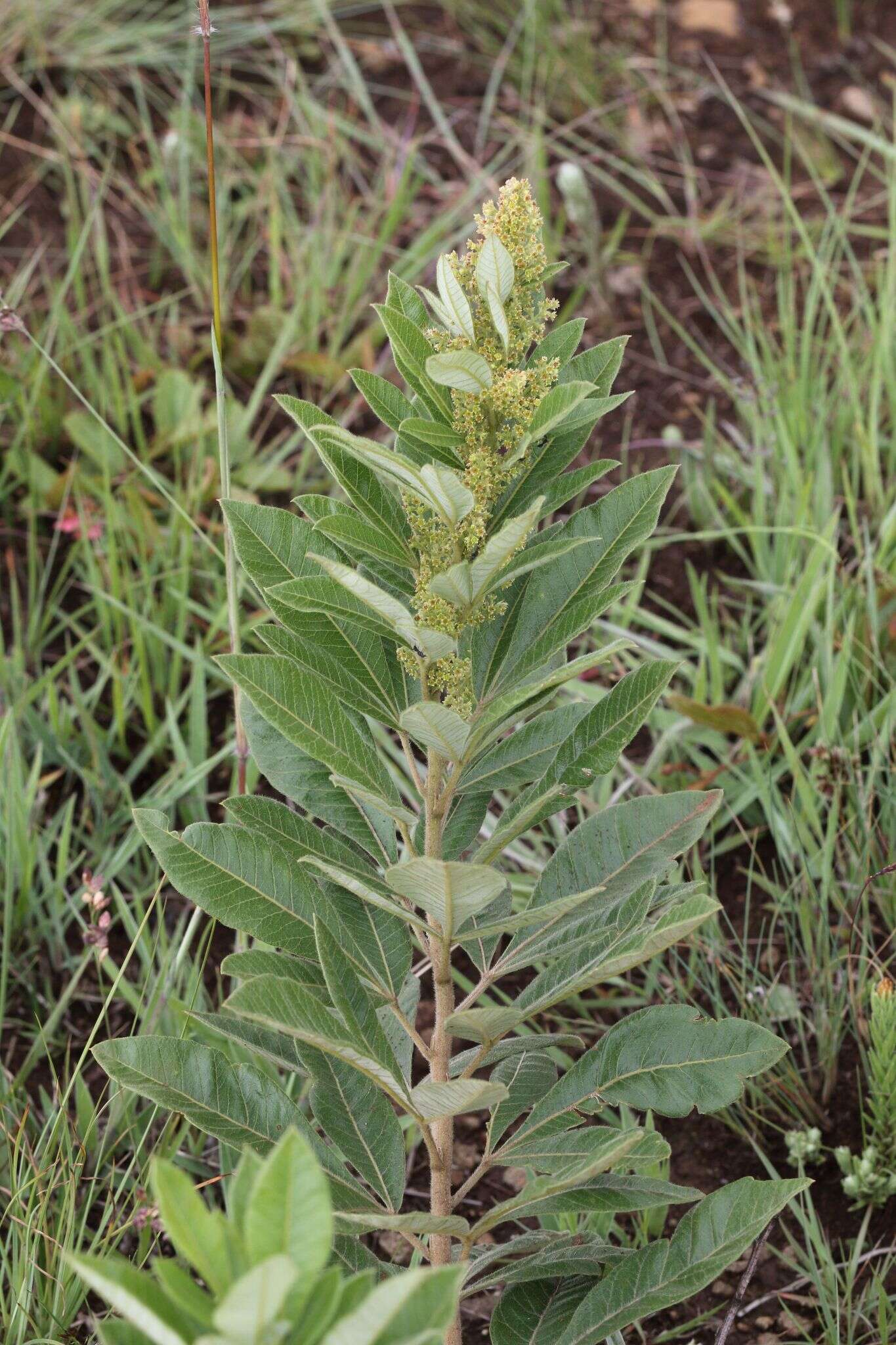 Image of Searsia discolor (E. Mey. ex Sond.) Moffett