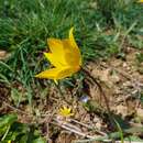 Image of Tulipa sylvestris subsp. sylvestris