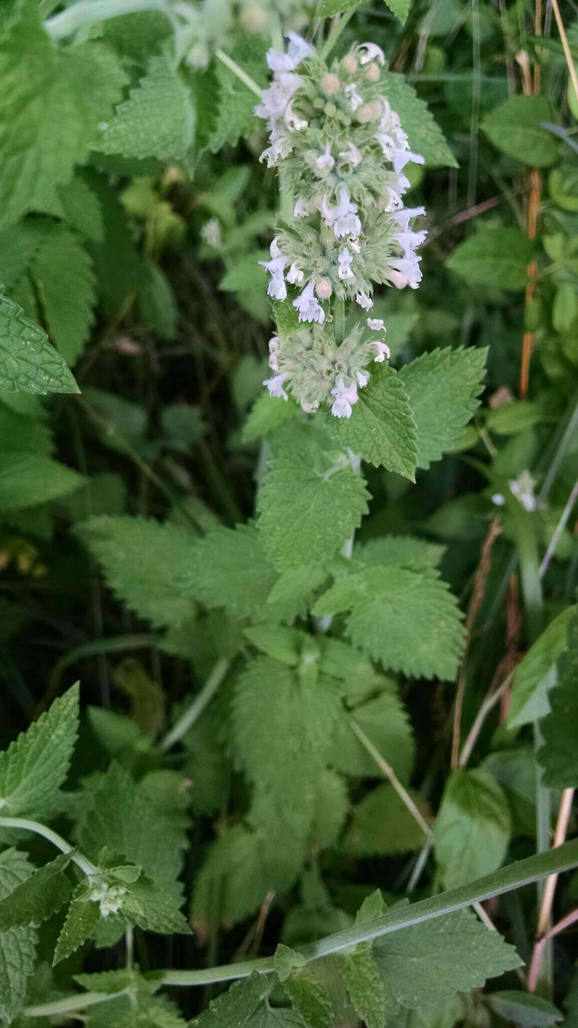 Image of Catnip