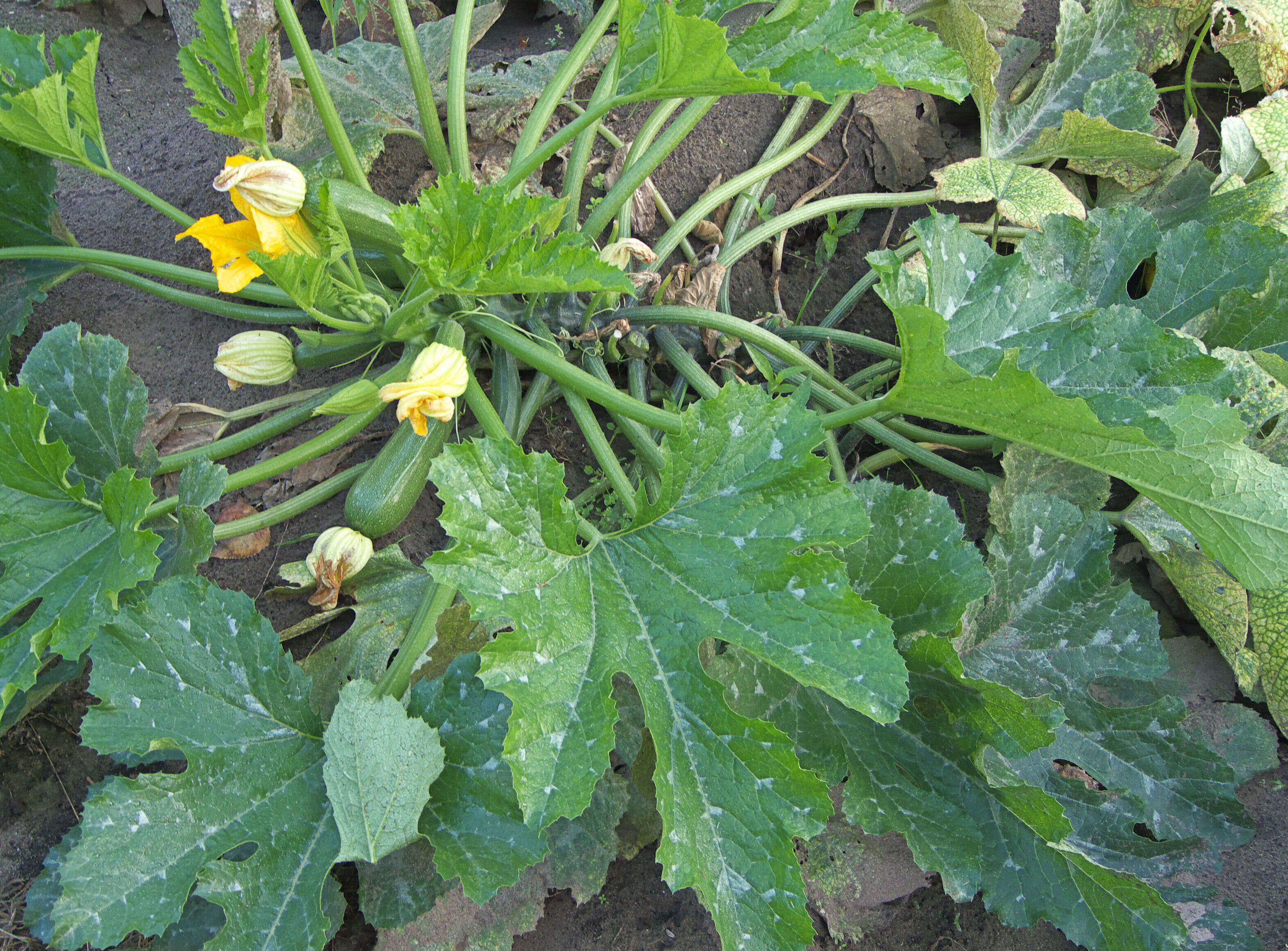 Image of field pumpkin