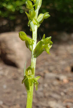 Image of purple-petal bog orchid