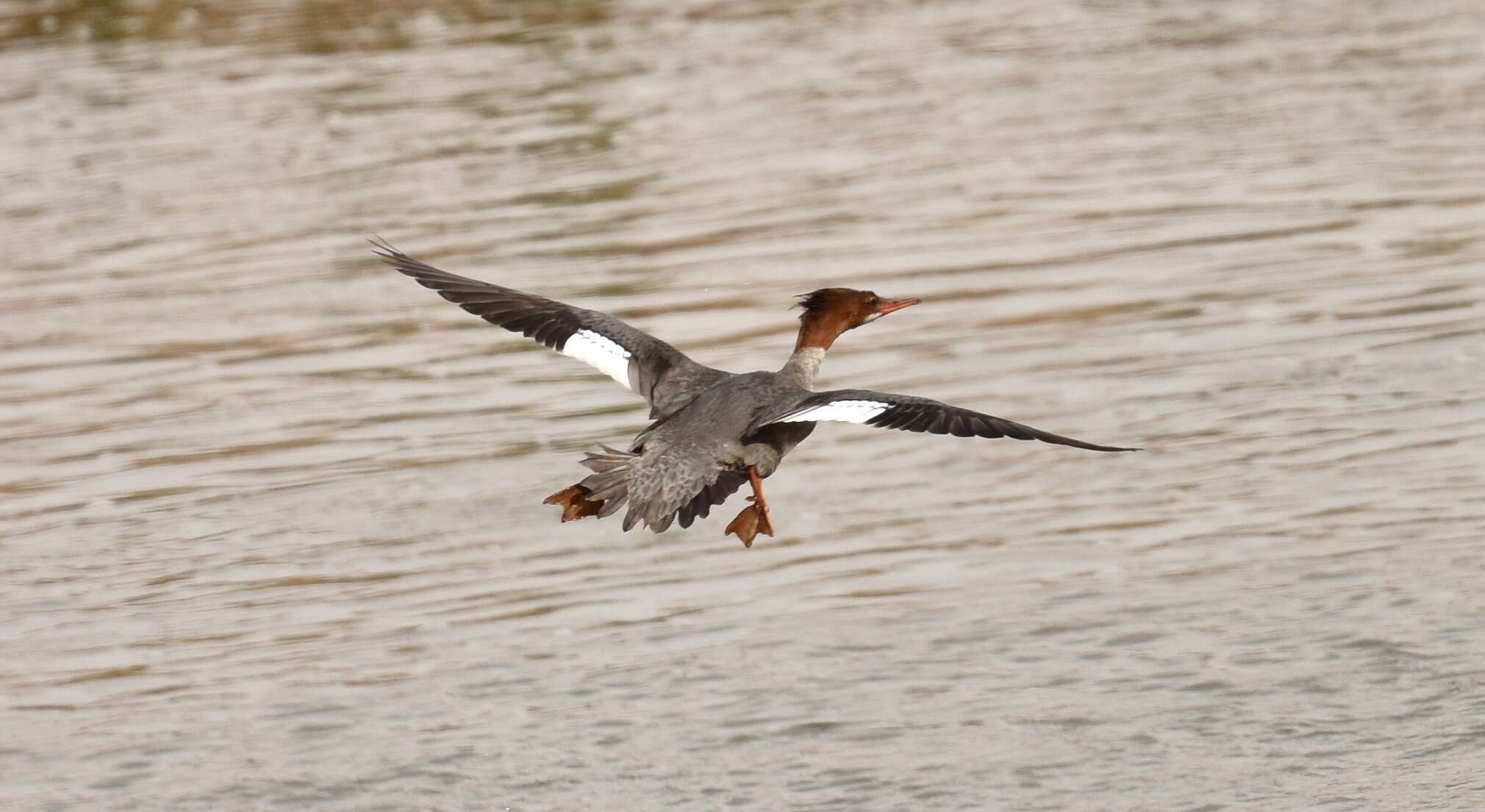 Mergus merganser americanus Cassin 1852的圖片