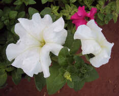 Image of petunia