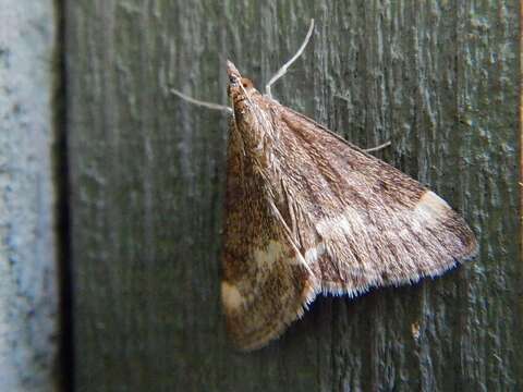 Image of Pyrausta nicalis Grote 1878