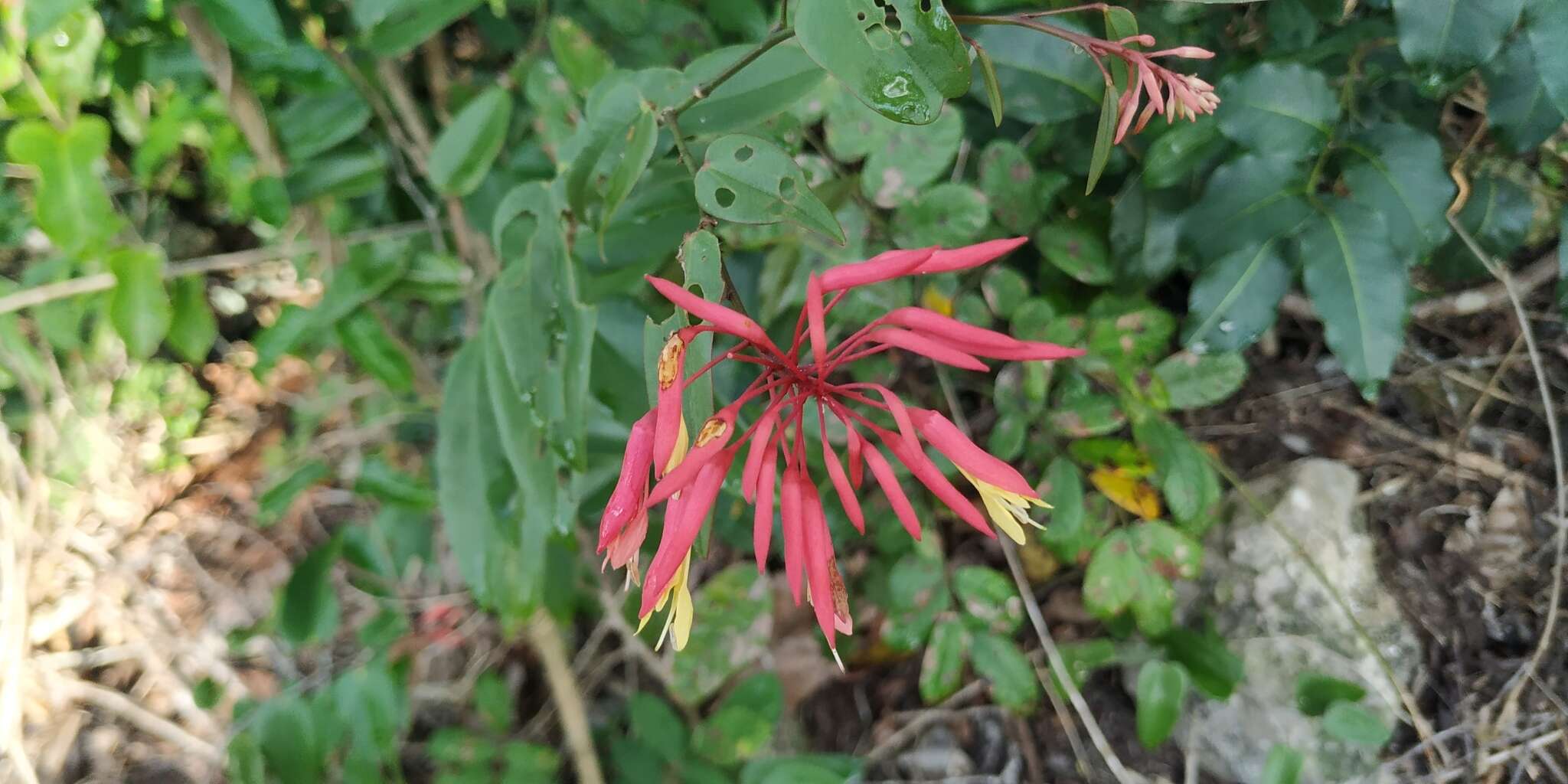 Image of Bauhinia jenningsii P. Wilson