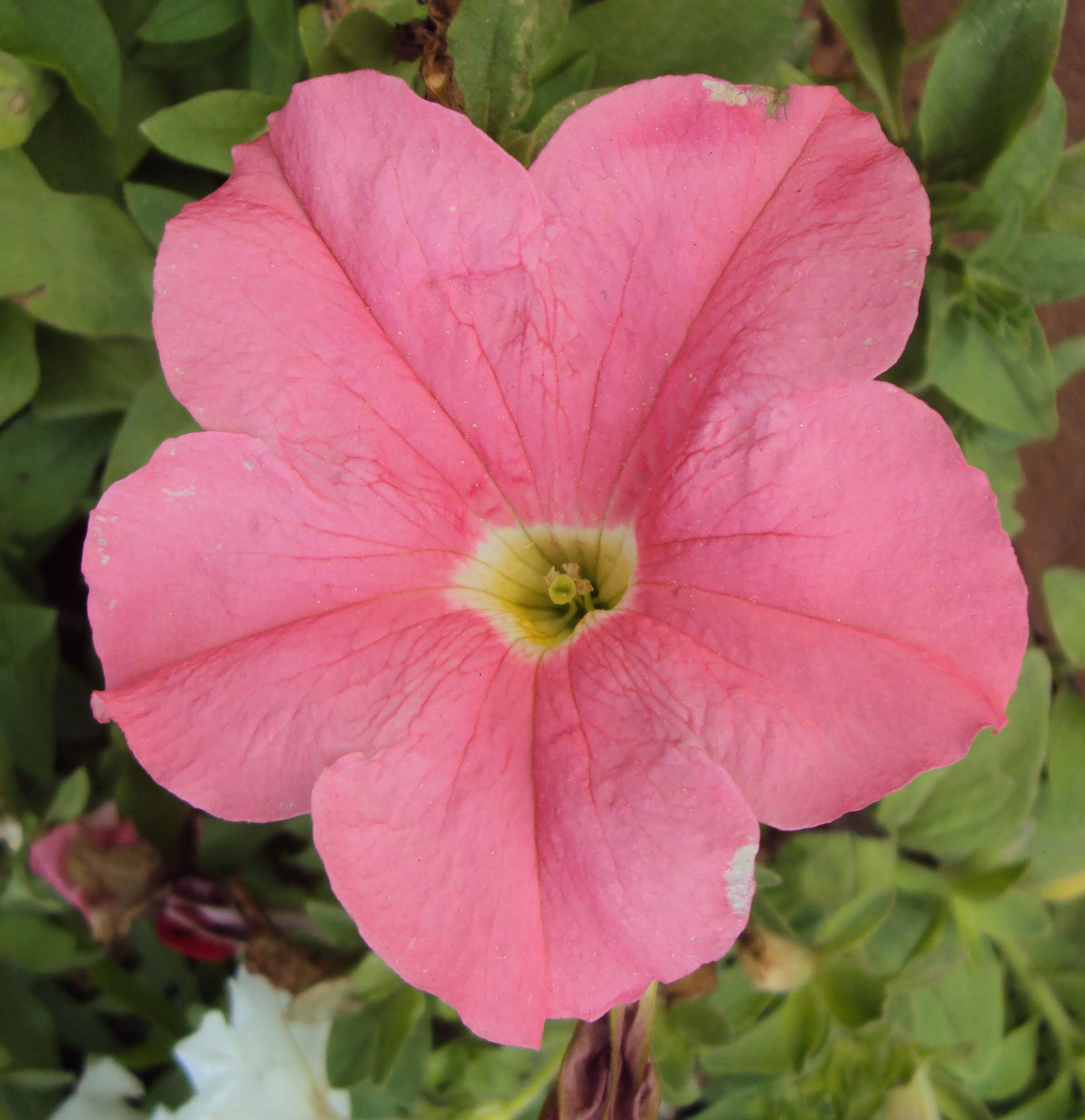 Image of petunia