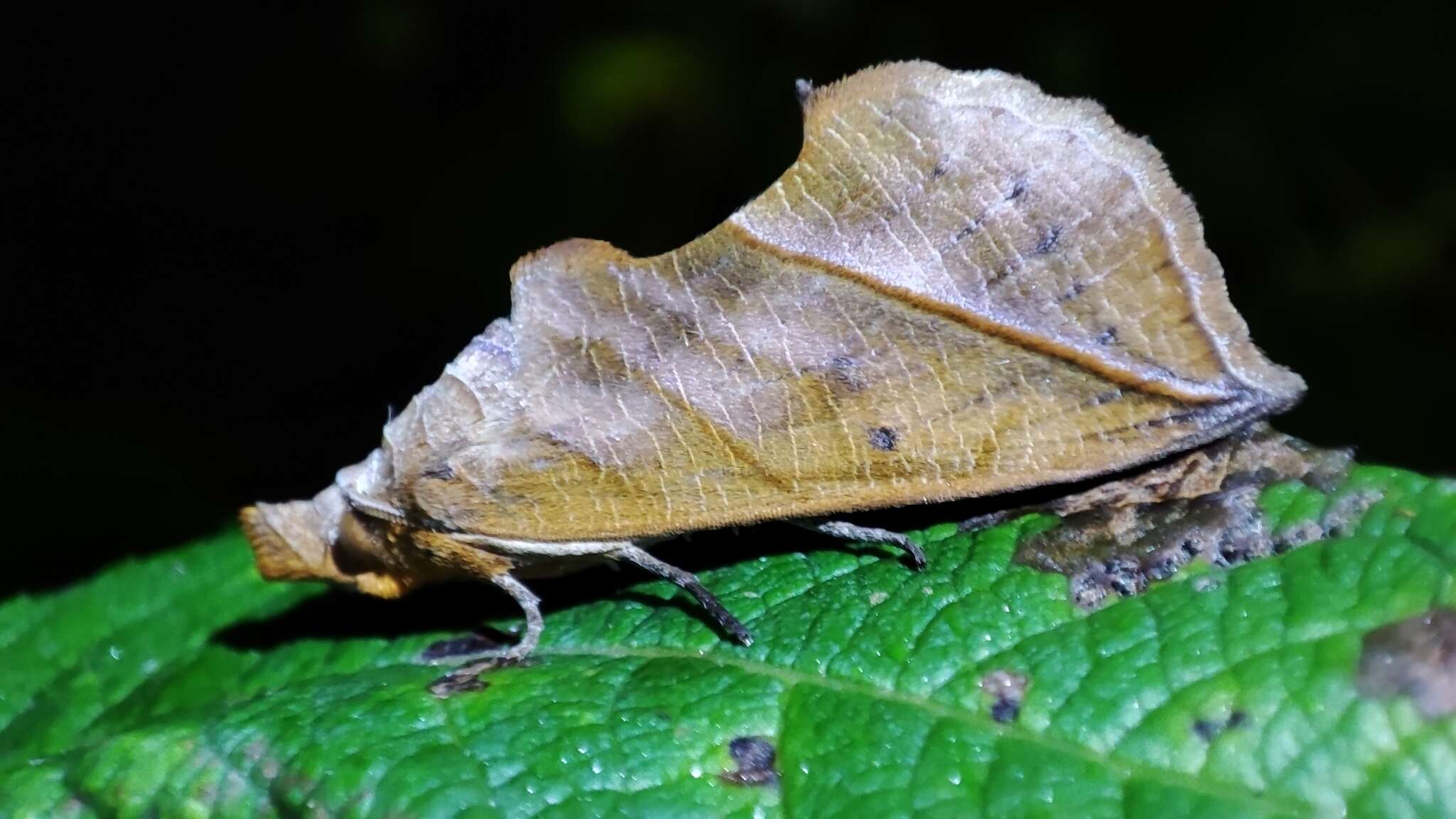 Image of Calyptra lata Butler 1881