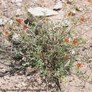 Sphaeralcea gierischii N. D. Atwood & S. L. Welsh的圖片