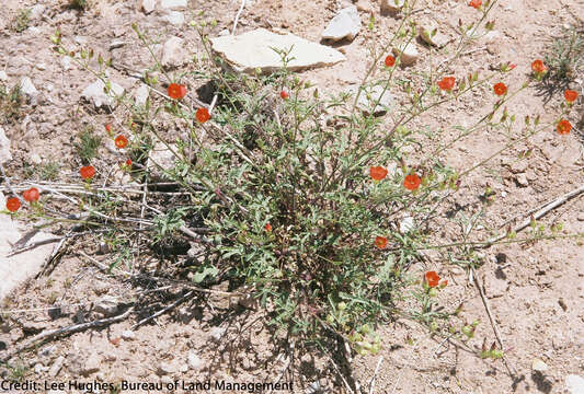 Image of Gierisch mallow