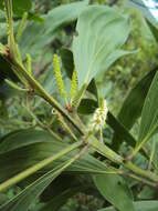 Image of Black wattle