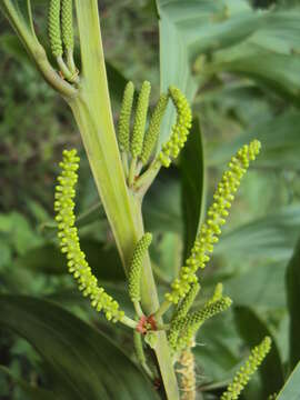 Image of Black wattle