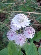 Imagem de Astrantia major L.