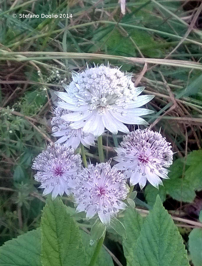 Imagem de Astrantia major L.