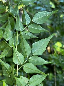 Plancia ëd Indigofera natalensis Bolus