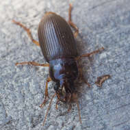 Image de Harpalus (Pseudoophonus) griseus (Panzer 1796)