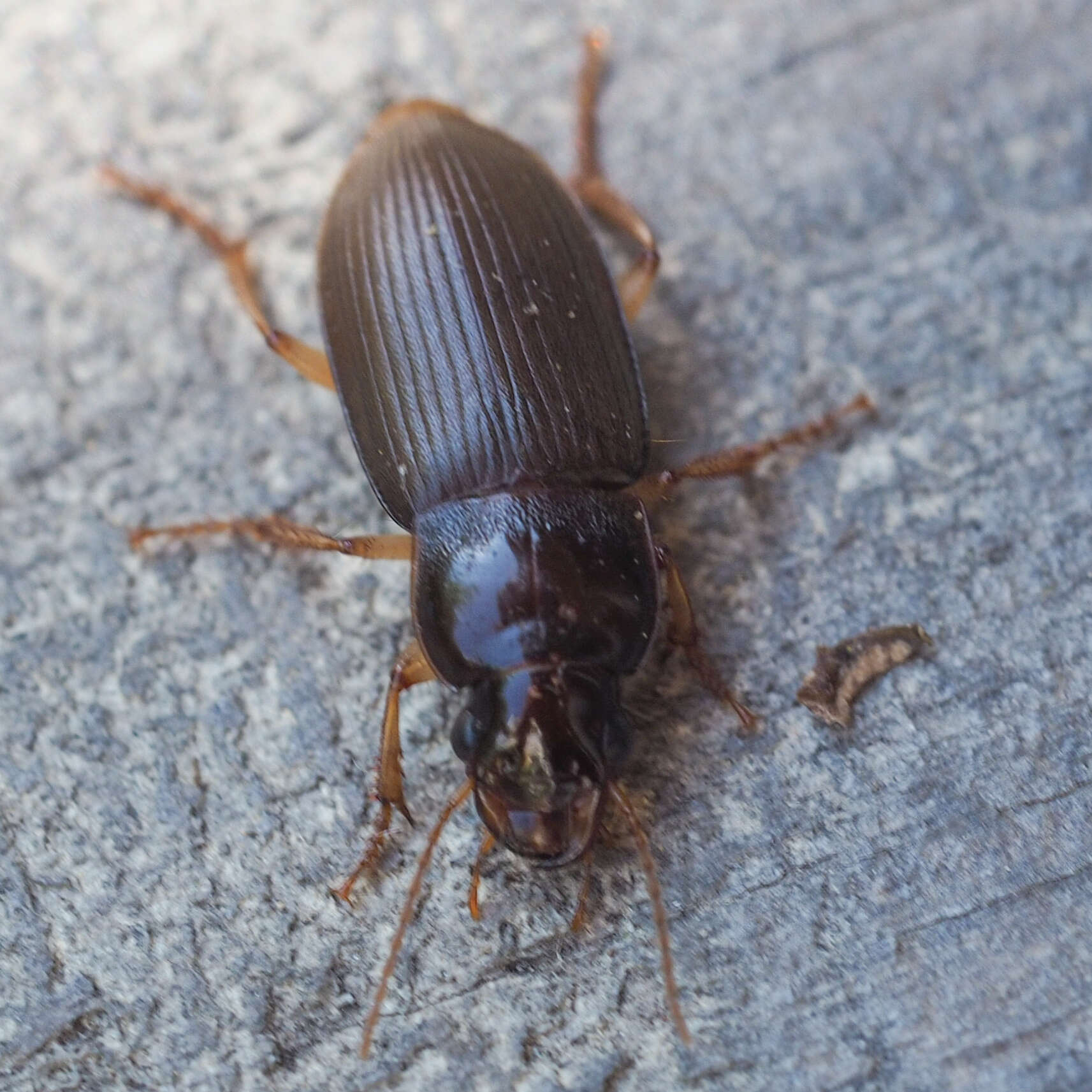 Imagem de Harpalus (Pseudoophonus) griseus (Panzer 1796)