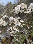 Plancia ëd Epacris serpyllifolia R. Br.