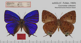 Plancia ëd Arhopala nobilis (Felder 1860)