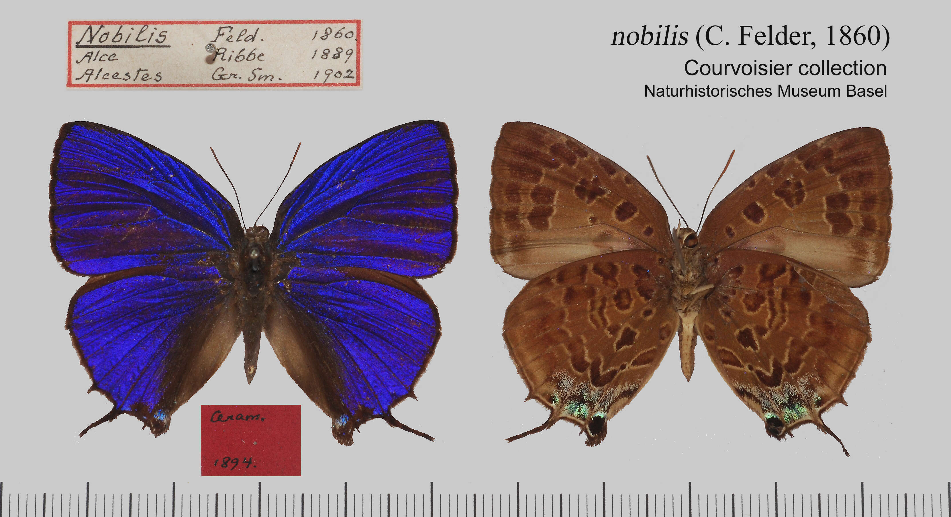 Plancia ëd Arhopala nobilis (Felder 1860)