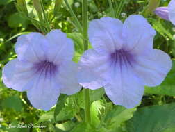 Image of hairyflower wild petunia