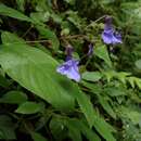 Image of Streptocarpus buchananii C. B. Clarke