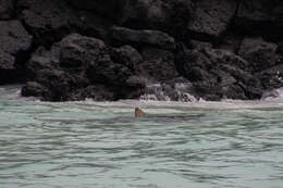 Image of Galapagos Shark