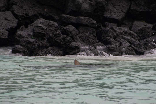 Image of Galapagos Shark