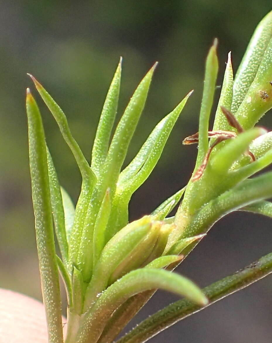 Image of Carpacoce vaginellata Salter