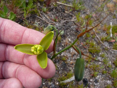 Image of Albuca cooperi Baker