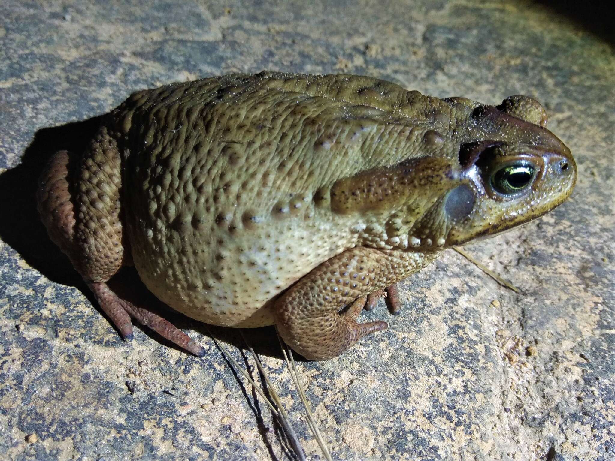 Rhinella rubescens (Lutz 1925) resmi