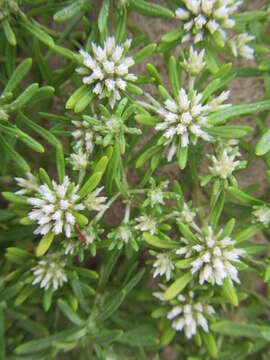 Image of Helichrysum asperum var. comosum (Sch. Bip.) Hilliard