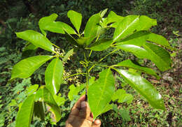 Image of Para rubber tree