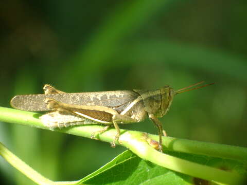 Abracris flavolineata (De Geer 1773)的圖片