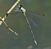 Image of Archilestes exoletus (Hagen ex Selys 1862)