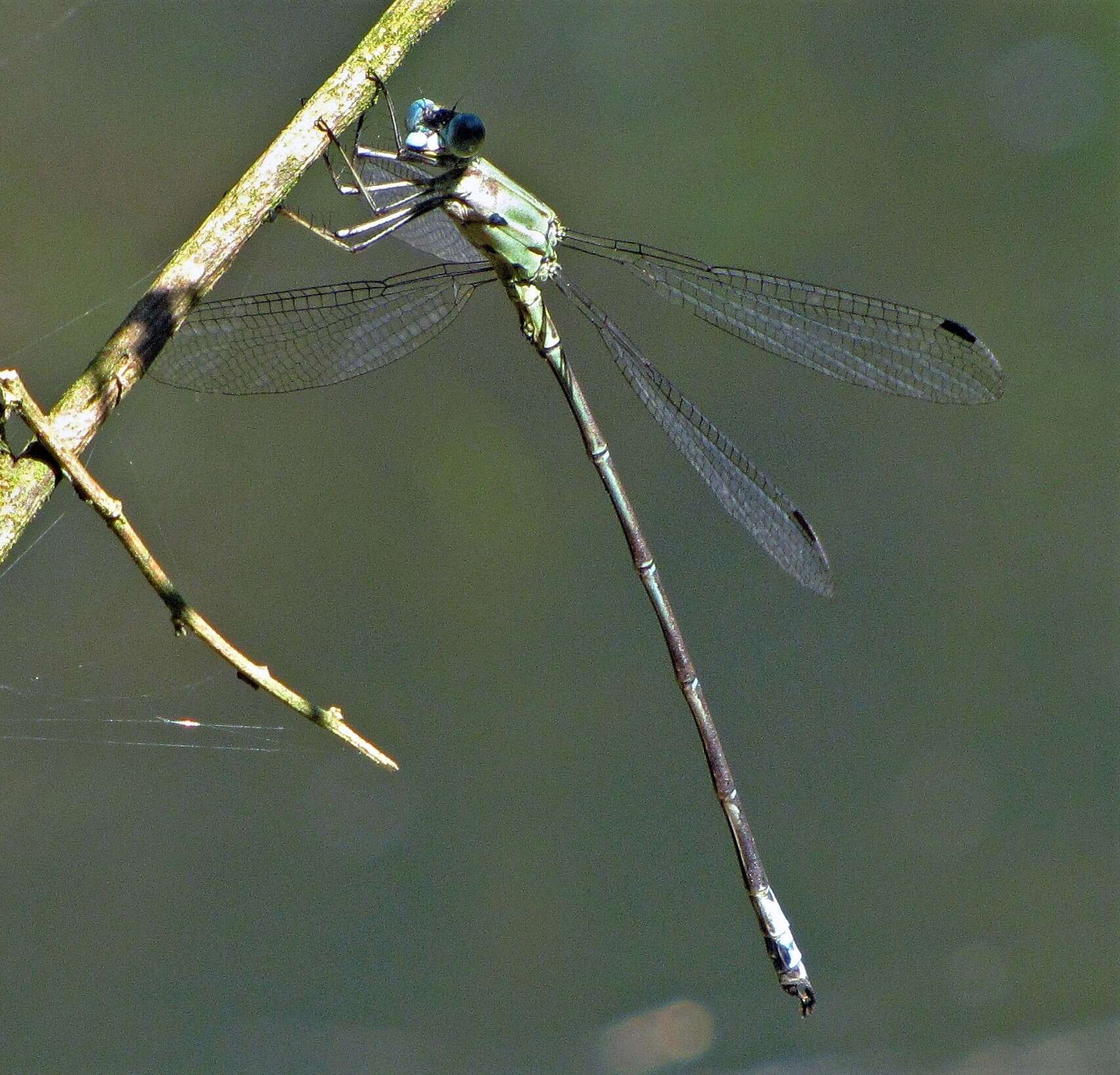 Image of Archilestes exoletus (Hagen ex Selys 1862)